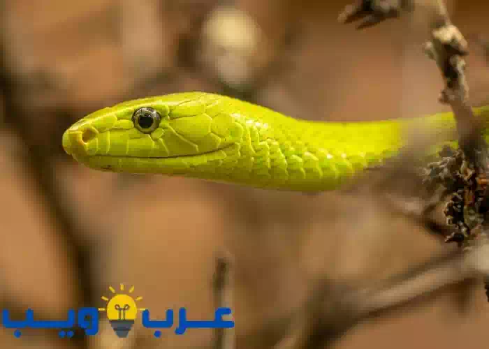 تعبیر خواب مار زرد برای ابن سیرین و امام صادق