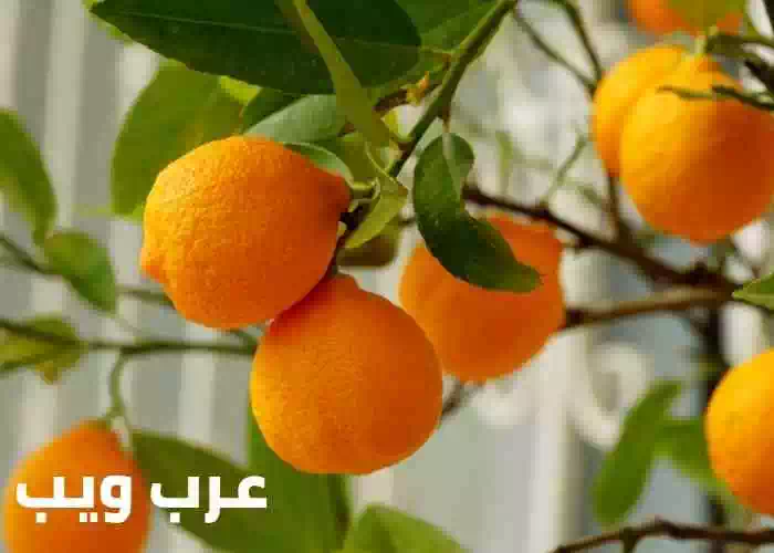 تعبیر خواب پرتقال توسط امام صادق با جزئیات 3 تعبیر خواب پرتقال توسط امام صادق به طور مفصل