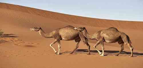 تعبیر دیدن شتر در خواب توسط ابن سیرین