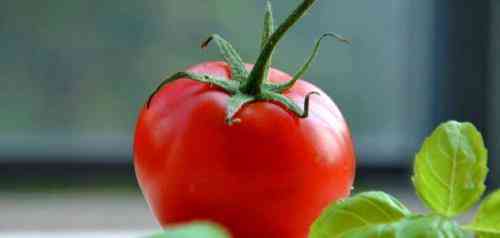 تعبیر خواب در مورد گوجه فرنگی برای یک زن متاهل
