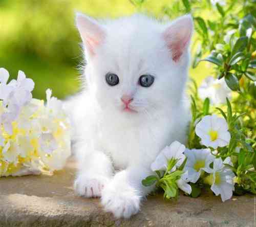 دیدن گربه ها در خواب برای یک زن متاهل
