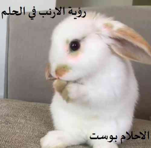 تفسیر خرگوش