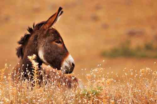تعبیر خواب در مورد الاغ ، معنای الاغ در خواب تعبیر خواب در مورد الاغ ، معنای الاغ در خواب