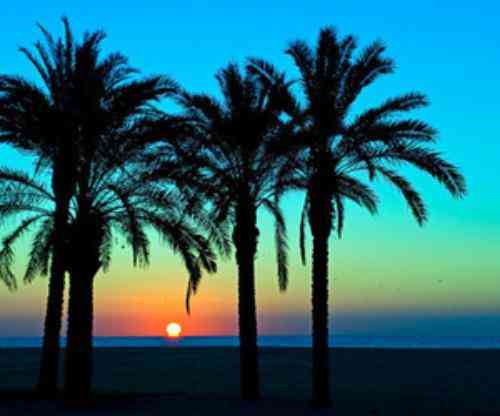 تعبیر خواب در مورد درختان نخل دیدن درختان نخل در خواب توسط ابن سیرین