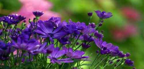 تعبیر خواب در مورد چیدن گل رز برای یک زن تنها