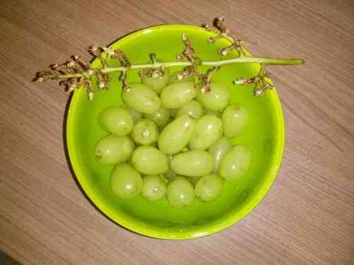 تعبیر خواب درباره انگور دیدن خوردن انگور در خواب