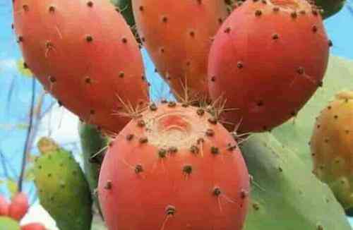 تعبیر خواب گلابی خاردار و خوردن آن در خواب متفاوت است تعبیر خواب درباره گلابی خاردار