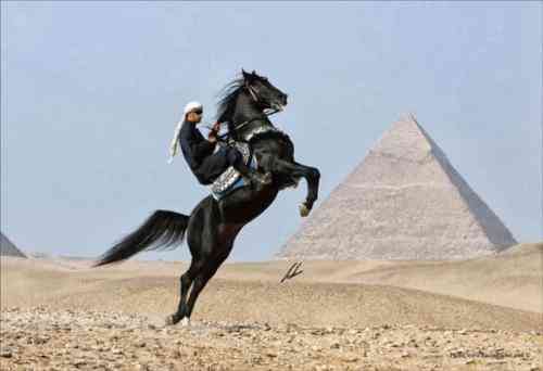 تعبیر خواب سوار شدن بر حیوان ، ر aboutیا درباره حیوان سواری تعبیر خواب سوار شدن بر حیوان ، ر aboutیا درباره حیوان سواری