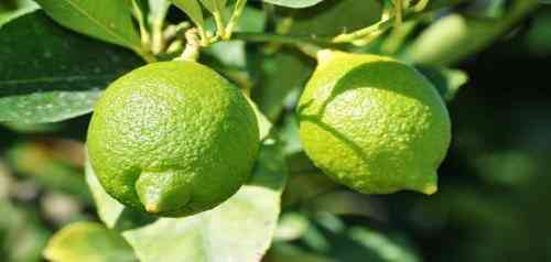 تعبیر خواب لیمو سبز