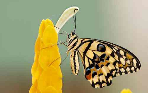 تعبیر دیدن پروانه در خواب