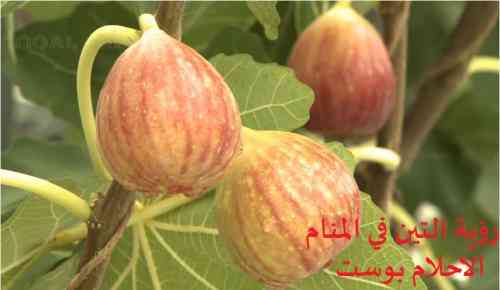 خوردن انجیر را ببینید