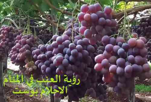 دیدن خوردن انگور برای زنان باردار