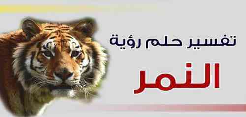 تعبیر دیدن ببر در خواب برای زنان مجرد و متاهل
