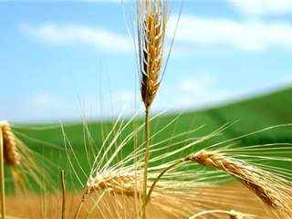 تعبیر دیدن سنبله در خواب