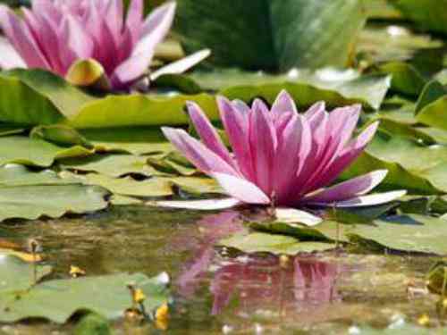 تعبیر دیدن نیلوفر در خواب