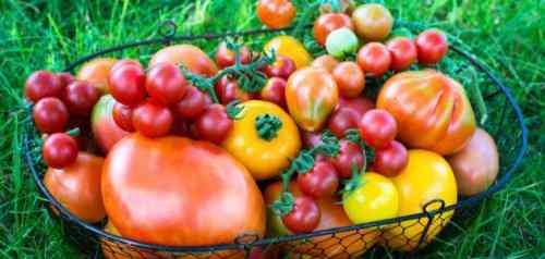 تعبیر دیدن گوجه فرنگی در خواب برای یک زن متاهل