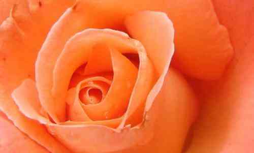 تعبیر رنگ نارنجی در خواب برای زنان مجرد ، متاهل و باردار متفاوت است تعبیر رنگ نارنجی در خواب