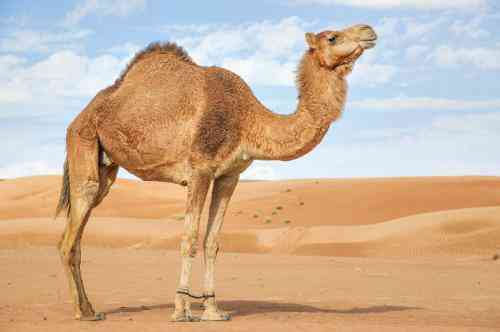 در خواب از شتر فرار کنید