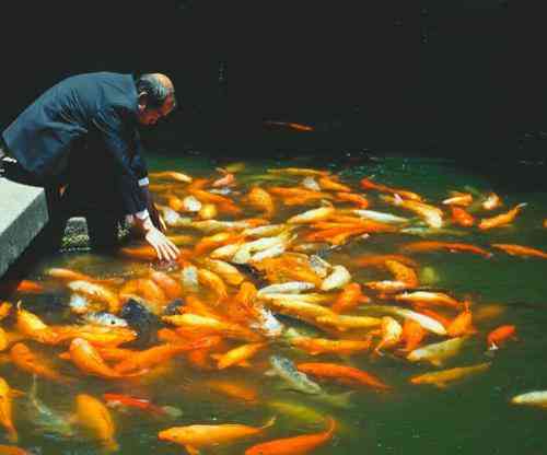 تعبیر فروشنده ماهی در خواب ، ماهی در خواب