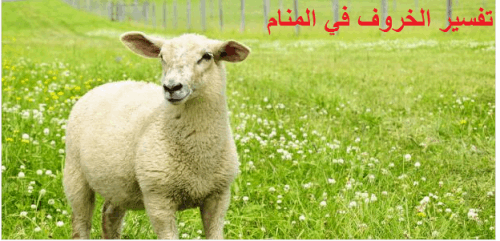 تعبیر گوسفندی در خواب دیدن گوسفندی در خواب