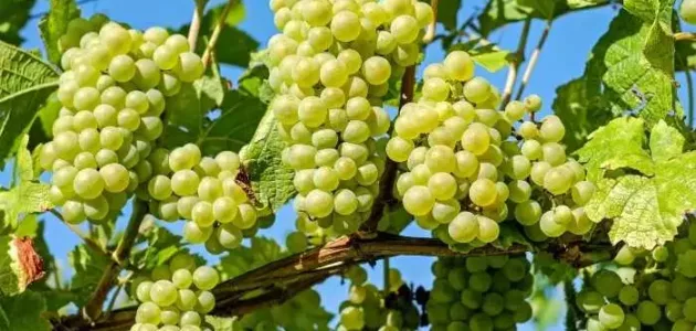 تمام آنچه در مورد دیدن انگور در خواب باید بدانید تمام آنچه در مورد دیدن انگور در خواب باید بدانید