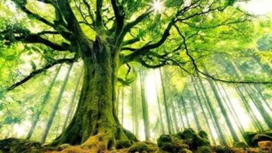 تعبیر خواب درخت در خواب برای زن مجرد، متاهل یا حامله به روایت ابن سیرین